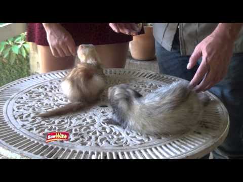 Programa Bom Demais com Flavinha Cheirosa SBT - VTV 31/01/2015