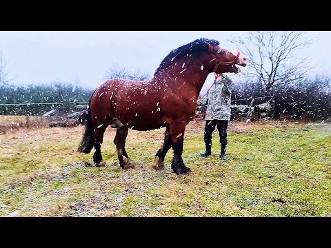 CAII lui MIRCEA de la Ruseni - Satu-Mare 2024 NOU!!! @PromovariCaiRomania #alexandradelahidalgo