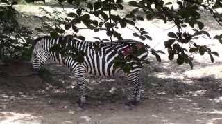 preview picture of video 'Fort Worth Zoo, Texas (2010)'