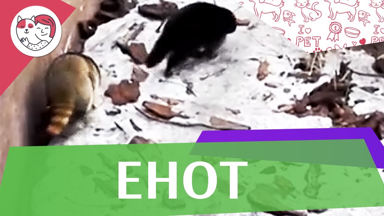 Енот Характеристика рода и виды на ilikepet