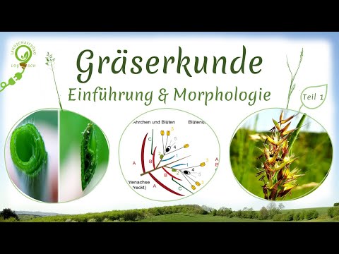 Gräserkunde Teil 1: Grundlagen | Morphologie & Bestimmungsmerkmale | Poa-, Junca- & Cyperaceaen