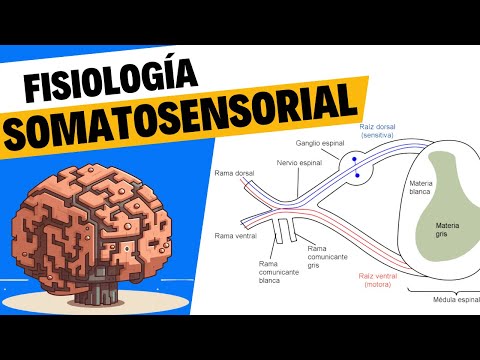 Fisiología del tacto y el sistema somatosensorial