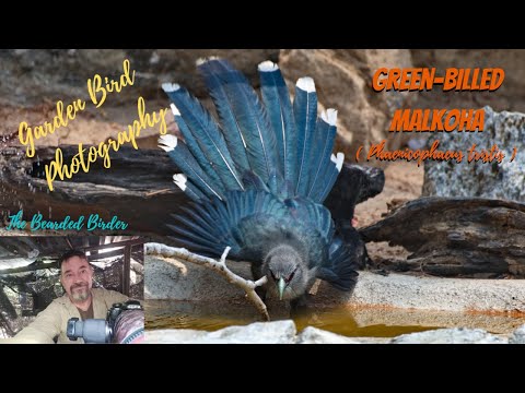 Amazing Garden Birds of Thailand   | The Green-billed Malkoha (Phaenicophaeus tristis)