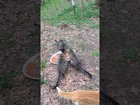 WHERES ELMER FUDD.  #catland