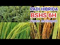Keunggulan Padi Hibrida BSHS 6H Dan Cara Merawatnya Agar Hasil Maksimal