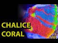 The Secret To Chalice Corals \\ Care Tips For Keeping This Beautiful LPS Coral In Your Reef Aquarium