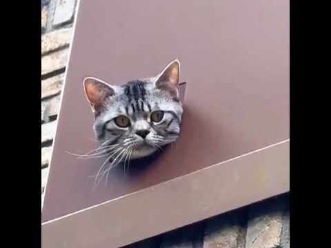 #funny #animals #comedy #cute #cutecat #cat #catlover #cats #catshorts #kitten #kitty MyMemoryTV