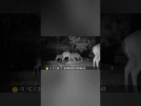 feeding deer 2/5/23 peanuts, corn, peanut butter, will they eat? #deerpeople