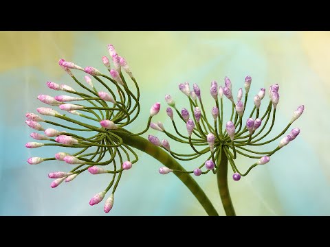 ABC TV | How To Make Artificial Allium Flower - Craft Tutorial