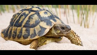 Significado de soñar con tortugas