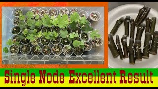 How To Root Single Node Fig Cuttings.   Amazing Result