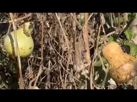 uthi u DR.Mhlongo Qaphelani ulwazi okungesilo ngamaselwa nithi Zigubhu