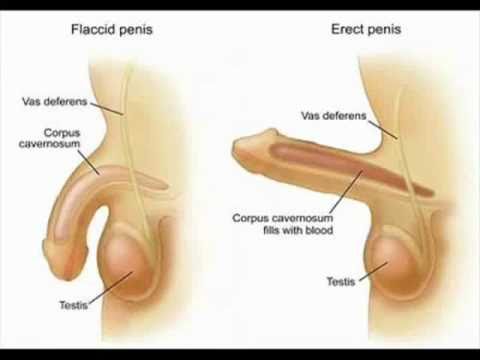 l carnitine penis growth Supplements To Make Penis Bigger: What Actually Matters For Mens Health  [x7lPyOnpehk]
