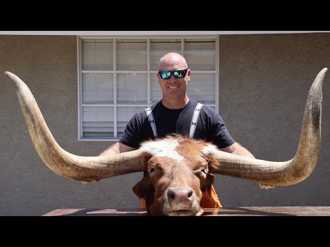 HOW TO CLEAN A LONG HORN SKULL
