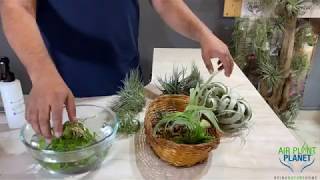 How to Water Tillandsia Air Plants | Ways to water Tillandsia Air Plants | Air Plant Planet