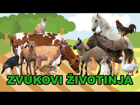 Domaće životinje za decu | zvukovi životinja i prepoznavanje oblika