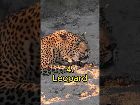 Top 6 Big Cat Roars #shorts #lion #tiger #jaguars #roar #leopard #puma