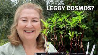 Leggy Cosmos Seedlings? Here’s the Easy Fix + A Spring Seedling Update // Cottoverdi
