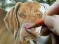 Painting Demonstration - Vizsla Dog by Roberta ...