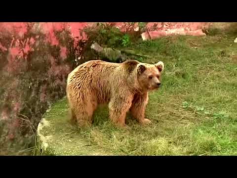 Bears rescued from controversial Pakistan zoo