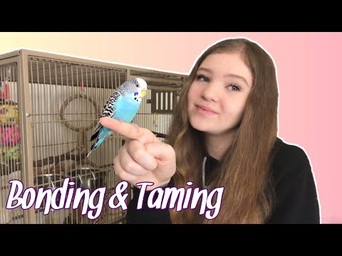 How to Tame Your Parrot: The Ultimate Guide