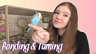 How to Bond With and Tame Your Parrot | Gaining the Trust of a New Bird