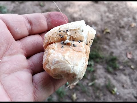 Jak nastražit půlku rohlíku při lovu tzv. na "mlaskačku"