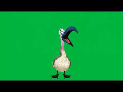 The strange bird has a blue beak 4k green screen #bird #greenscreen