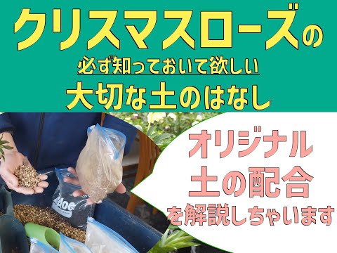 クリスマスローズについて詳しく解説