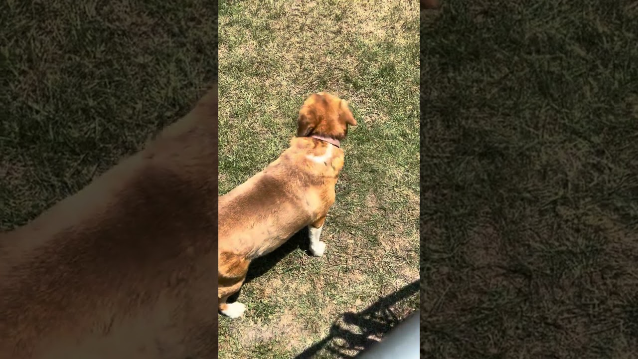 Lily, a Adoptable Beagle in Rocky Mount, NC video 3/3