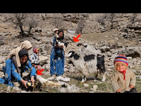 Khadija's help in giving birth to a sheep and the children's joy over the new born goat