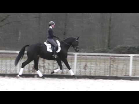 Monarch v. Millennium - Gipsy King geb. 2012 Wallach