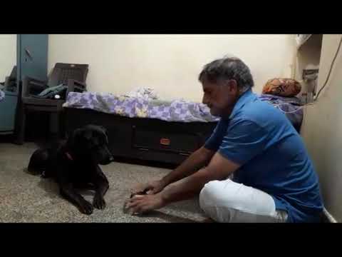 RAJU DOG TRAINER RAJKOT