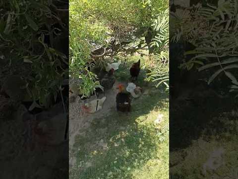 Entspannung pur im Hühnergehege!