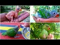 Growing Indian Ringneck Babies | Ringneck Parrot Growth Stages