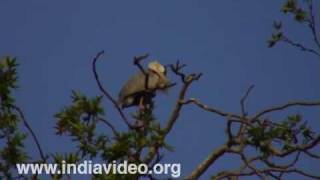 Migratory storks in Srinagar