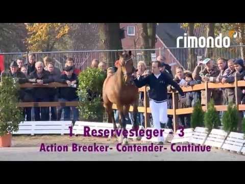 Prämienhengste der Oldenburger Hengst-Tage 2014