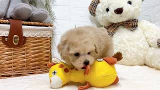 ティーカッププードルの動画02