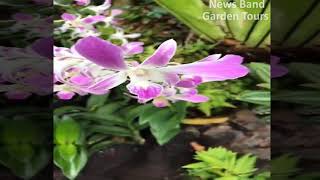 Gardens Tours Travel 2 : Discover Orchidaceae Flowers in the Bay