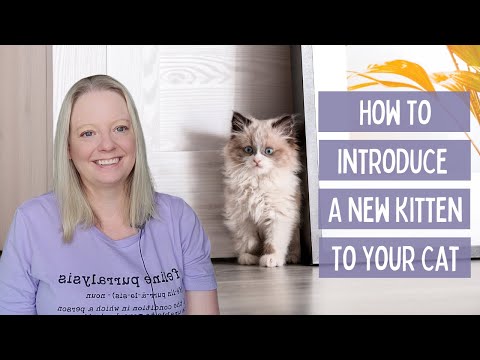 How To Introduce A New Kitten To Your Cat