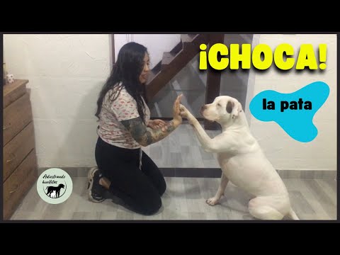 Cómo enseñar a mi perro a CHOCAR LA PATA