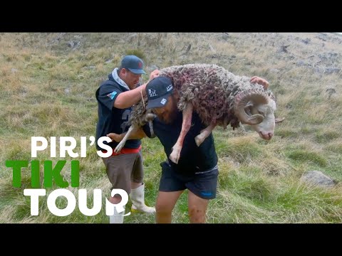 Hunting for Wild Ram and Weka in the Chatham Islands - Piri's Tiki Tour - S1 Ep 7