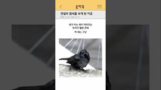 Download lagu 전설의 참새를 보게 된 이유 mp3