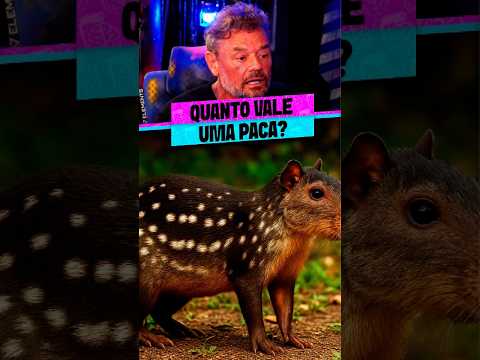 O VALOR DA NOSSA FAUNA