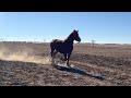Emergency colic situation with Aurora - a rescued Belgian Draft horse saved from slaughter Ep.84