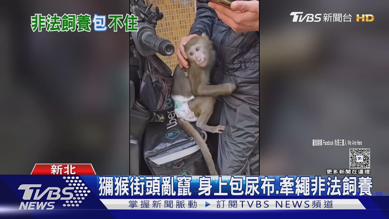 獼猴新北街頭亂竄！身穿尿布綁寵物繩　非法飼養最高罰25萬