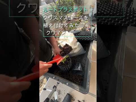 ローズルート 植物