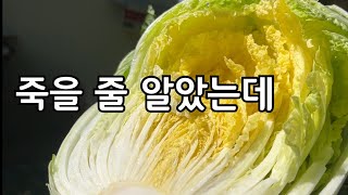 벌레 먹어 고사 직전 배추가 이렇게나 잘 자랐네요