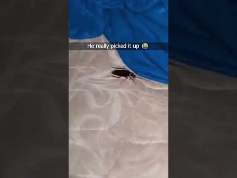 His Screaming 😭 #cockroach