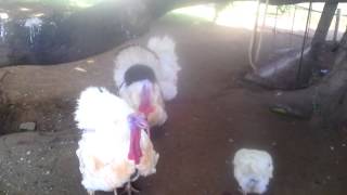 preview picture of video 'Turkey Bird @ green home villas'